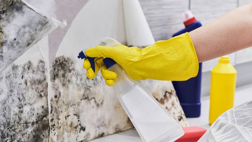 expert mould removal